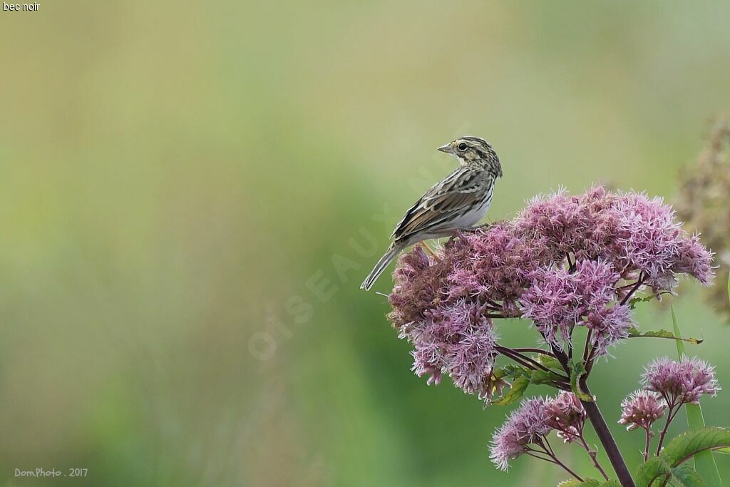 Savannah Sparrow