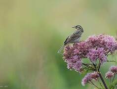 Savannah Sparrow