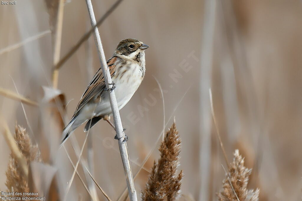 Common Reed Bunting