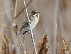 Common Reed Bunting