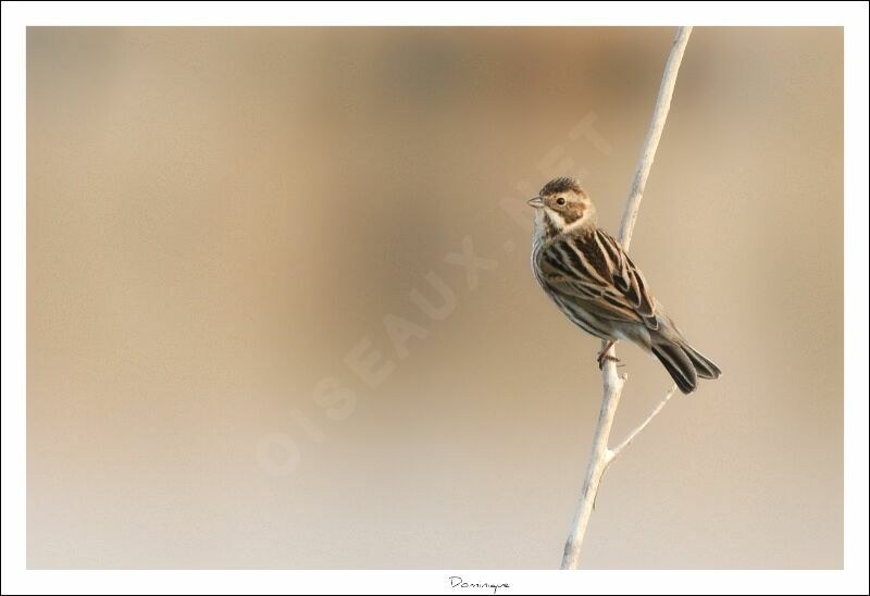 Common Reed Bunting female