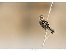 Common Reed Bunting