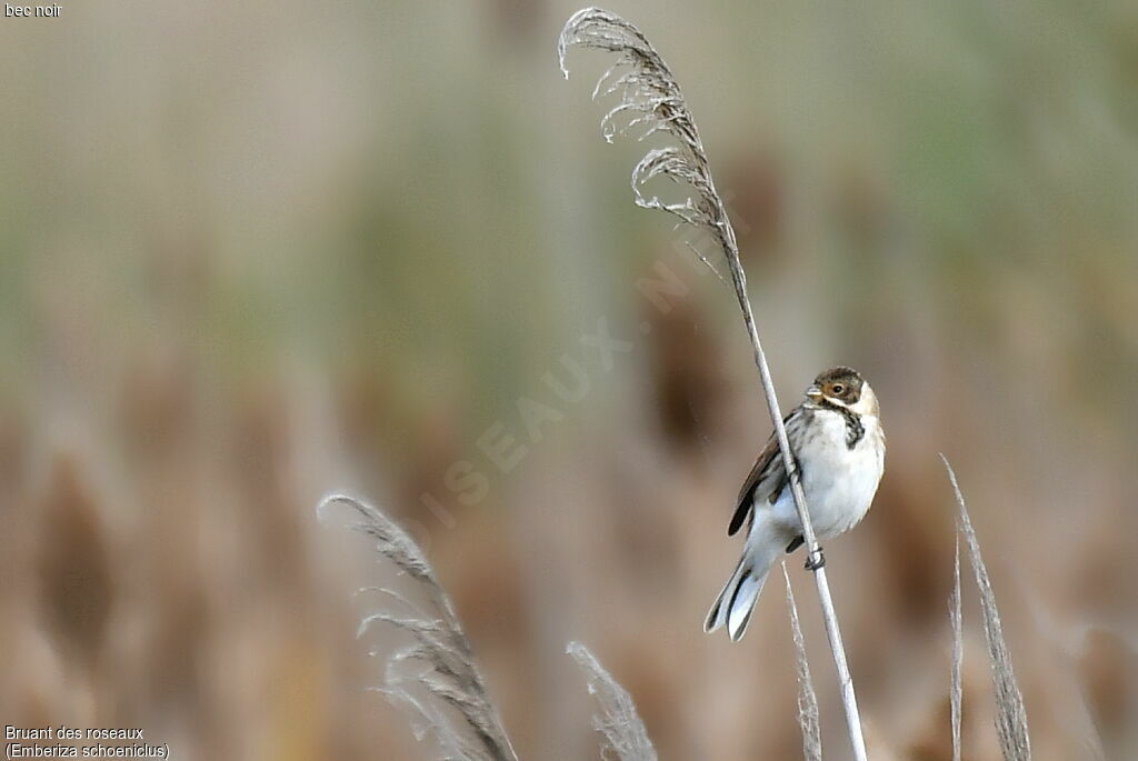 Common Reed Bunting