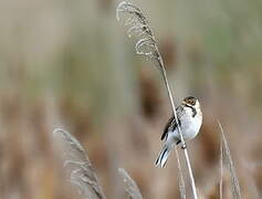 Common Reed Bunting