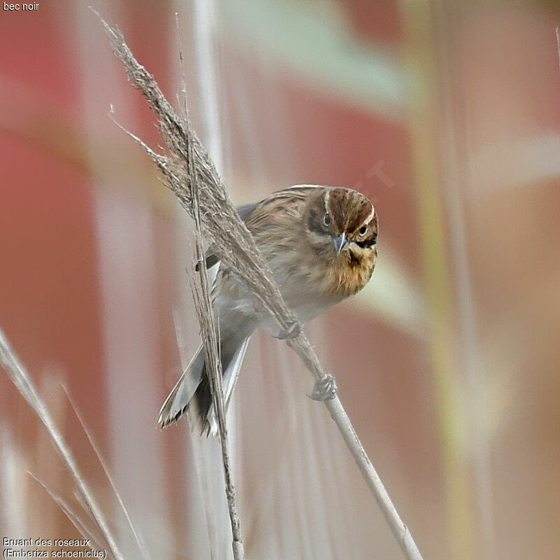 Common Reed Bunting