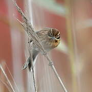 Common Reed Bunting