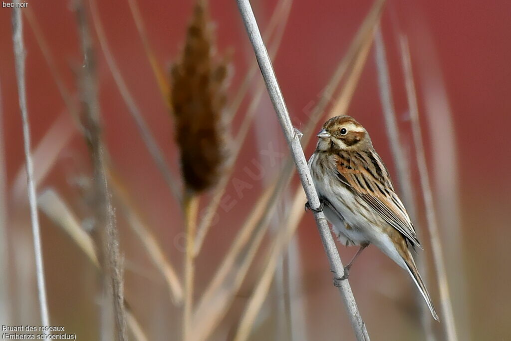 Common Reed Bunting