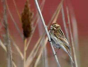 Bruant des roseaux