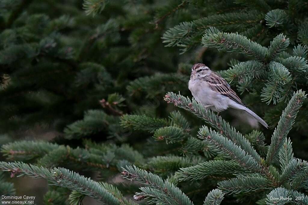 Chipping Sparrowimmature, habitat, pigmentation