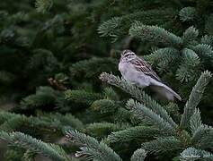 Chipping Sparrow