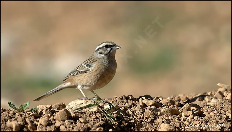 Rock Bunting