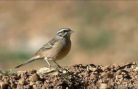 Rock Bunting