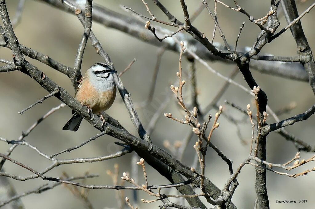 Rock Bunting