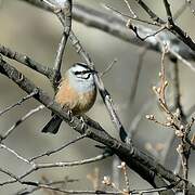 Rock Bunting