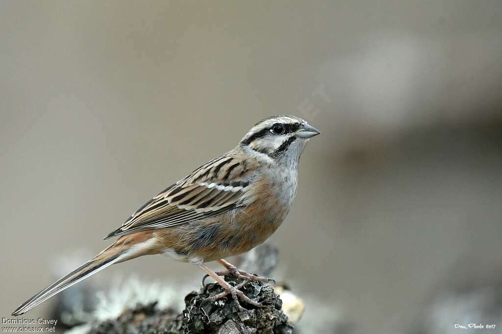 Bruant fouadulte internuptial, identification