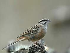 Rock Bunting