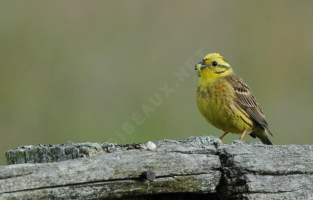 Yellowhammer