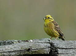 Yellowhammer