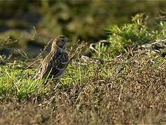 Lapland Longspur