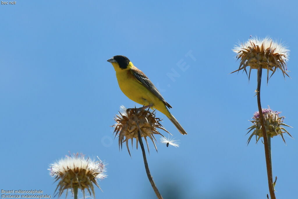 Black-headed Bunting