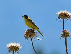 Black-headed Bunting