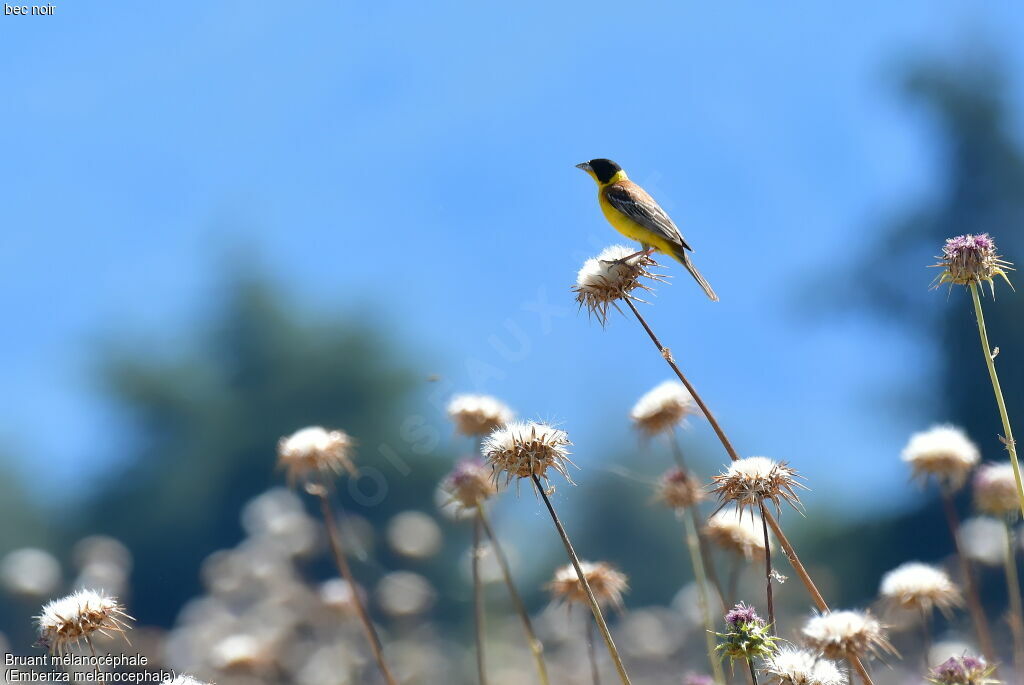 Black-headed Bunting