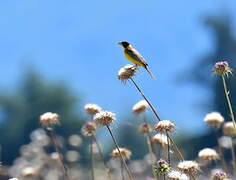 Black-headed Bunting