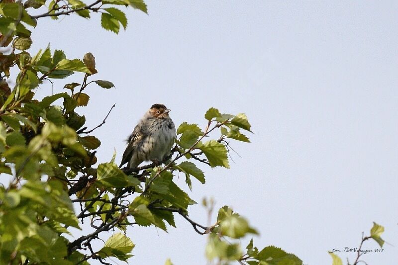 Little Bunting