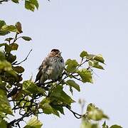 Little Bunting