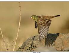 Ortolan Bunting