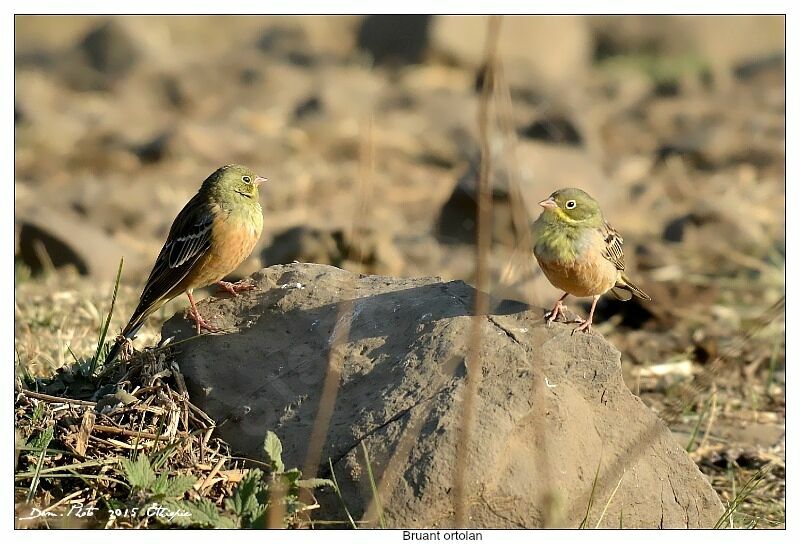 Ortolan Bunting