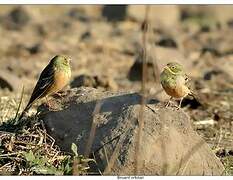 Ortolan Bunting