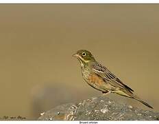 Ortolan Bunting