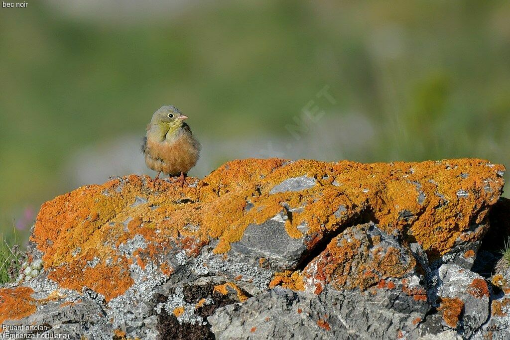 Ortolan Bunting