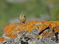 Ortolan Bunting