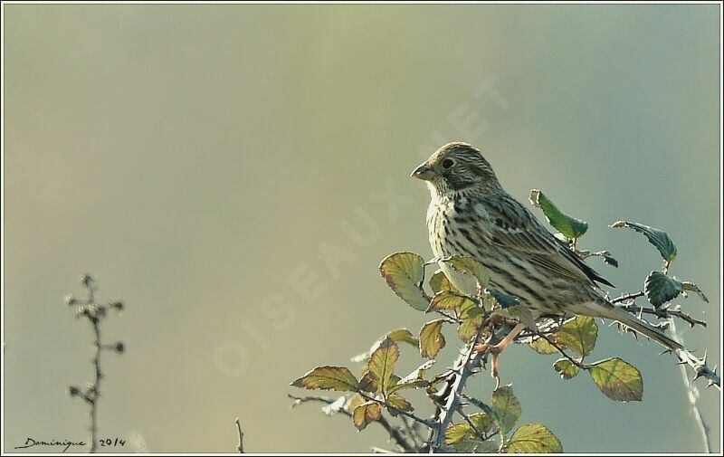 Corn Bunting