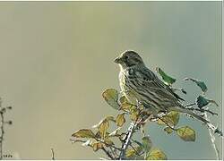 Corn Bunting