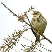 Corn Bunting