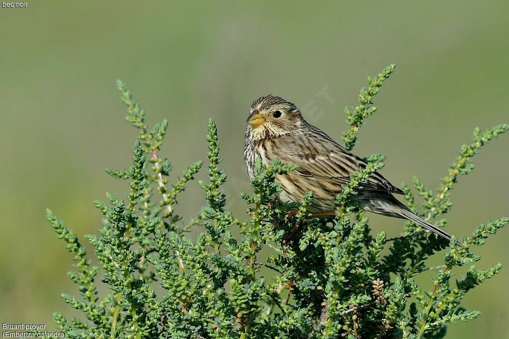 Corn Bunting