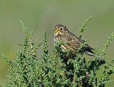 Corn Bunting