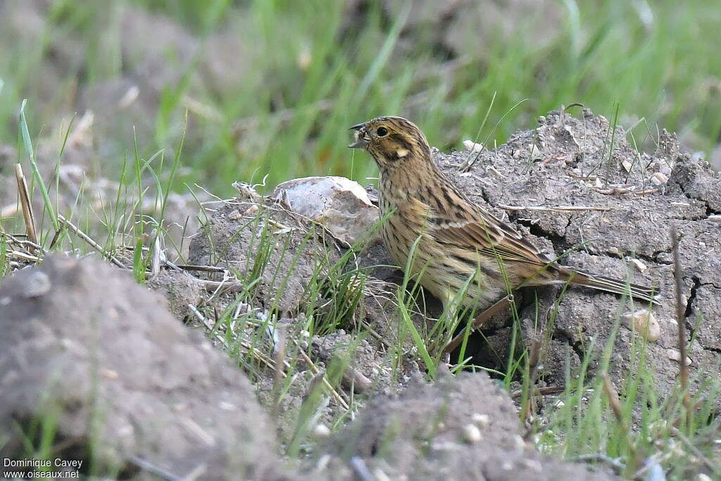 Bruant zizi1ère année, habitat, pigmentation, mange