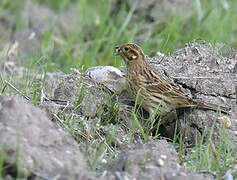 Cirl Bunting