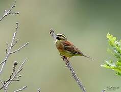 Cirl Bunting