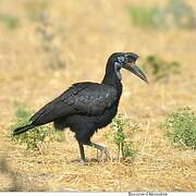 Abyssinian Ground Hornbill