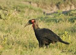 Southern Ground Hornbill