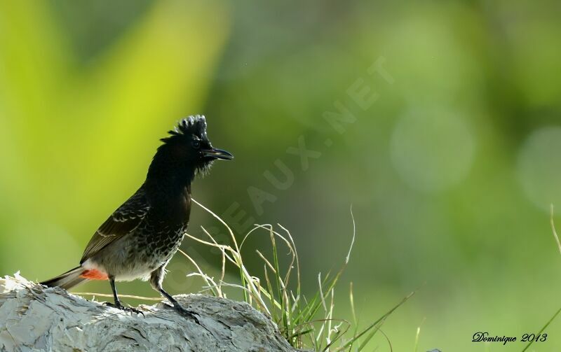 Bulbul à ventre rouge