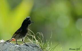 Red-vented Bulbul