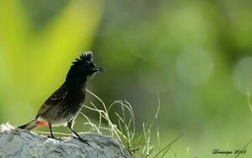 Bulbul à ventre rouge