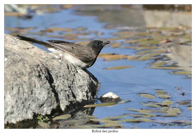 Bulbul des jardins