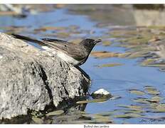 Common Bulbul